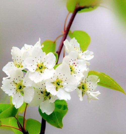 梨花的花语及其象征意义（婉约之美）