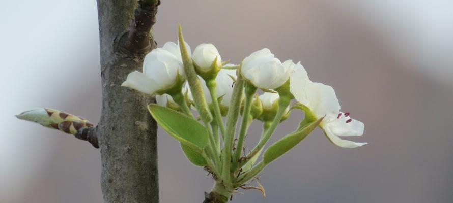 梨花花语的含义及象征（揭秘梨花的神秘花语与意义）