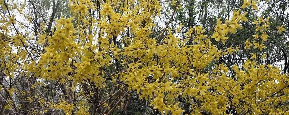 连翘花的花语与寓意（揭示连翘花的神秘之美）