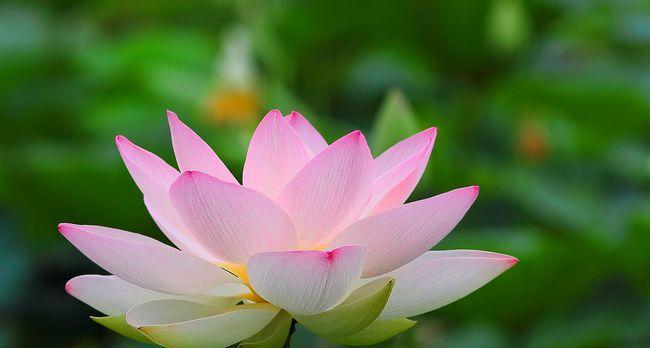 莲花的寓意与象征（探寻莲花的内在力量及其对人类文化的影响）