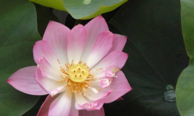 莲花的象征意义及寓意（生命的脆弱与坚韧——莲花的秘密）