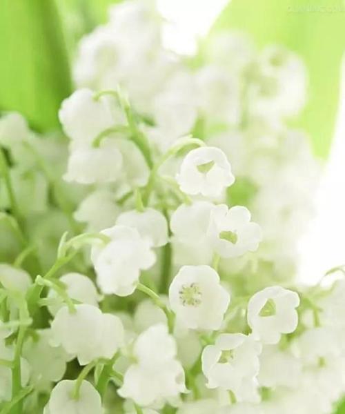 铃兰花语之美——寓意与象征（探寻铃兰花的花语意义及传承）