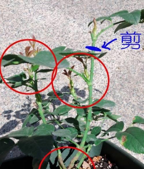 荷花令箭的修剪方法（打造美丽庭院的关键步骤）