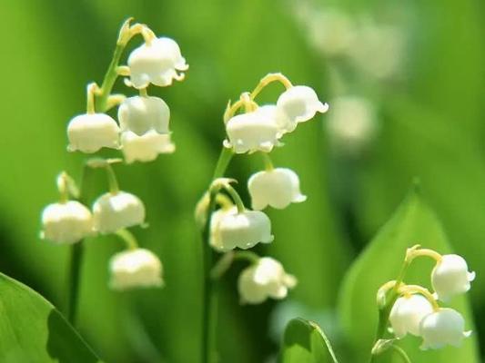 铃兰花语（探究铃兰花语的深刻含义与美好寓意）