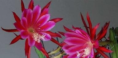 荷花令箭如何养才能开花多（掌握这些技巧）