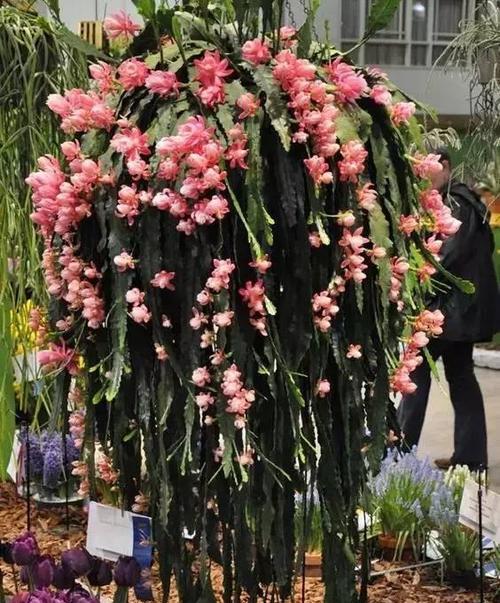 荷花令箭如何养才能开花多（掌握这些技巧）