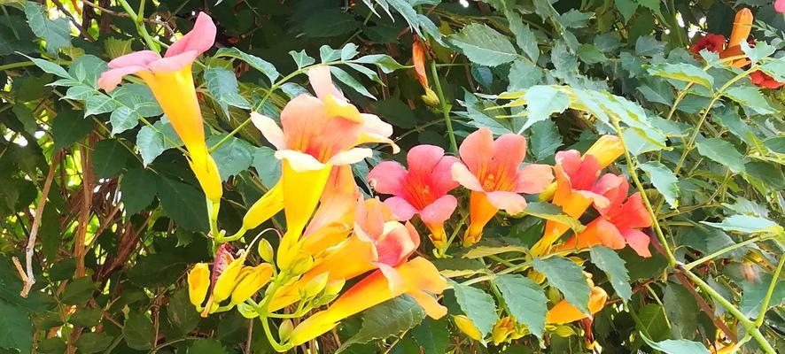凌霄花（探寻凌霄花的花语之美）