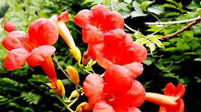 凌霄花（探寻凌霄花的花语之美）