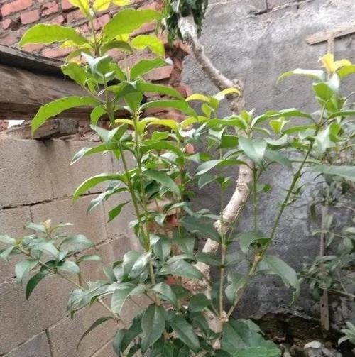 流苏花的花语与象征——浪漫与独立（诗意的流苏花）