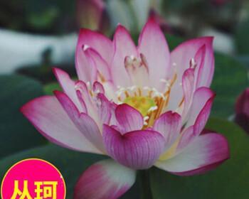 如何施肥让荷花美轮美奂（掌握正确的施肥方法）
