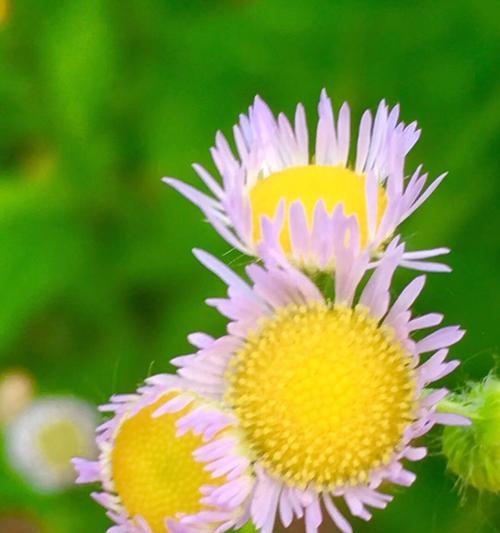 别离之花（揭秘六月菊的别离花语及其象征意义）