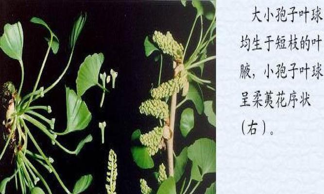 荷花并非裸子植物（探究荷花的分类学和生物学特征）