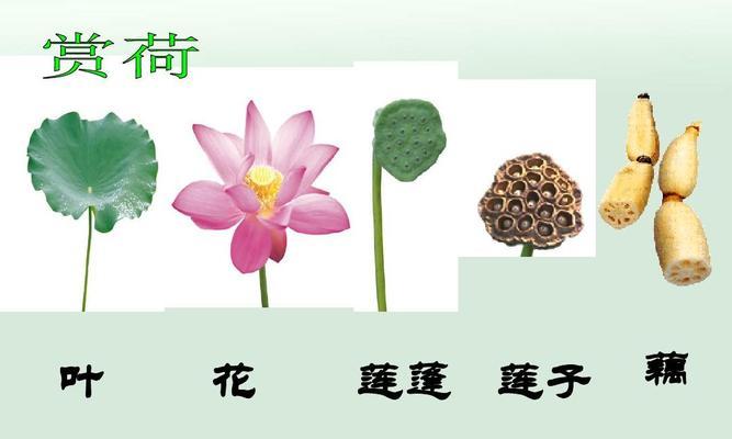 荷花的生命周期（一年生还是多年生）