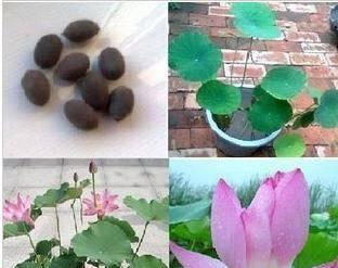 荷花（荷花的生态习性与种植养护技巧）