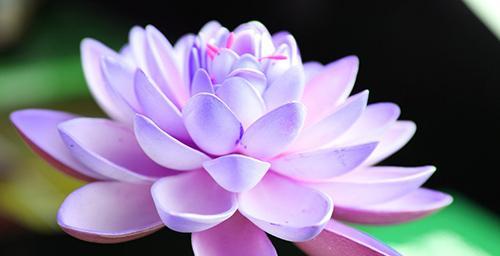 令箭荷花喜阳还是喜阴（生长环境对令箭荷花的影响及应对方法）