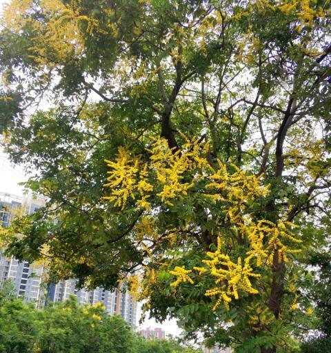 栾树的象征意义及其重要性（栾树的生命力与坚韧意志）