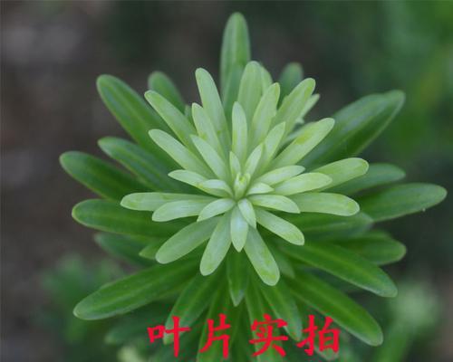 罗汉松的寓意（探索罗汉松的象征意义及神秘力量）