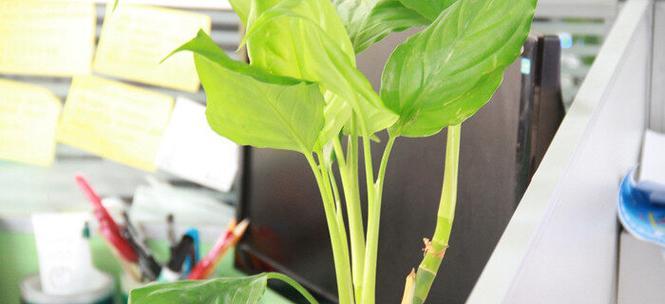 绿萝的花语与养护技巧（探索绿萝的花语及养护要点）