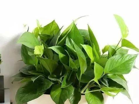 绿萝的花语与养护技巧（探索绿萝的花语及养护要点）