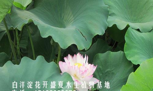荷花的原产地及历史起源（揭秘荷花文化背后的神秘起源和漫长传承）