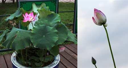 荷花栽种技巧与注意事项（打造美丽水上花园的秘诀）