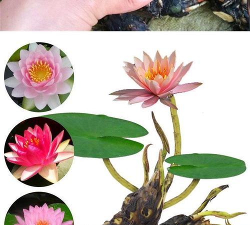 荷花种子的来源与繁殖（探究荷花种子的成因及种植技巧）