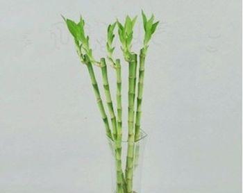 荷花竹水培养殖全攻略（如何通过水培的方式成功种植荷花竹）