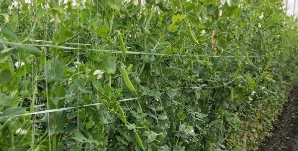 荷兰豆种植全攻略（合适种植月份）