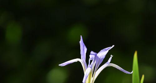 以马兰花（探寻马兰花的象征意义与美学价值）