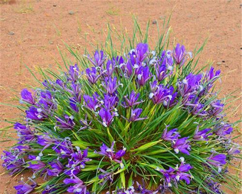 以马兰花花语之美——探秘花海中的深意（传递爱与美的马兰花——揭开花语的神秘面纱）