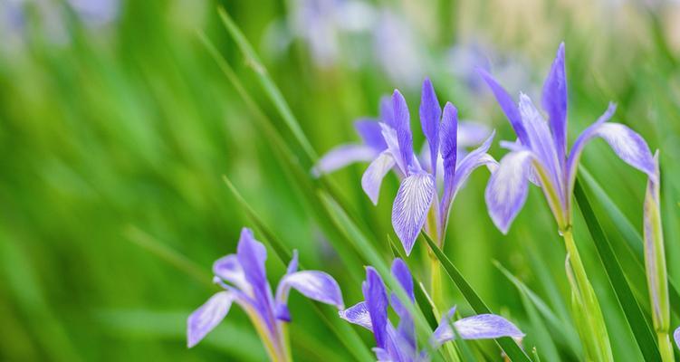 以马兰花花语之美——探秘花海中的深意（传递爱与美的马兰花——揭开花语的神秘面纱）