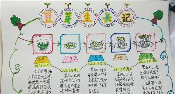 荷兰豆种植技术与管理（高效且科学的种植方案）