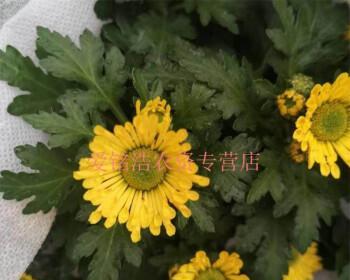 荷兰菊与千头菊，哪个更适合你的花园（比较荷兰菊和千头菊的优缺点）