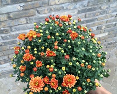 荷兰菊与千头菊，哪个更适合你的花园（比较荷兰菊和千头菊的优缺点）