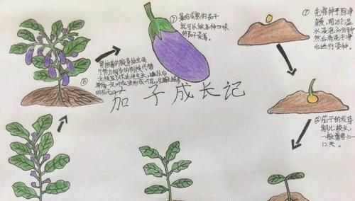 荷兰菊的浇水技巧（正确的浇水方法和注意事项）