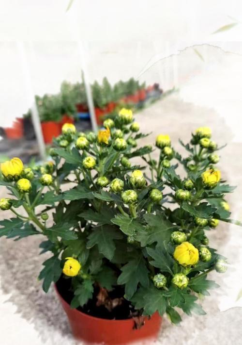 荷兰菊的花期与开花时间（荷兰菊的生长环境）