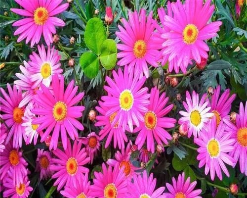 荷兰菊开花周期详解（四季常青）