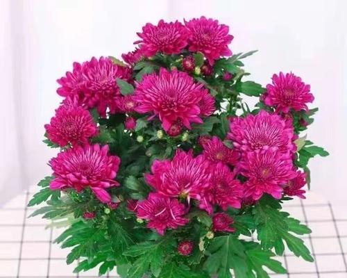 荷兰菊开花周期详解（四季常青）