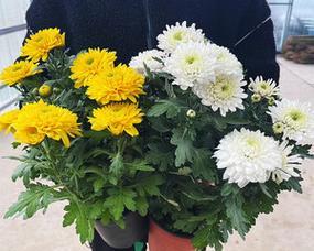荷兰菊栽培技巧详解（深盆还是浅盆？掌握正确种植方法）