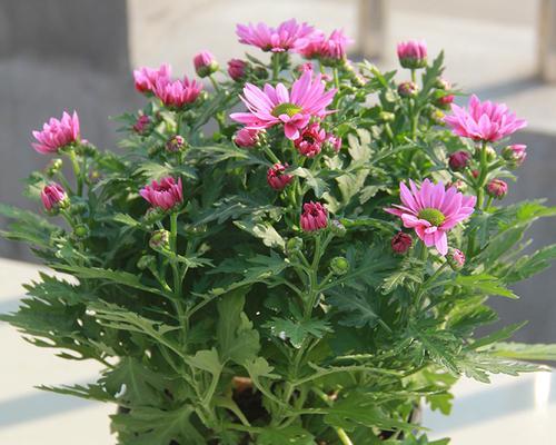 荷兰菊——室内护花新宠（探秘荷兰菊的养殖与护理方法）