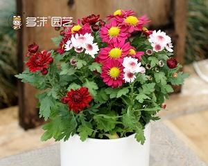 荷兰菊——室内护花新宠（探秘荷兰菊的养殖与护理方法）