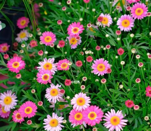 玛格丽特花语之美——花开人生如诗（用花语传递情感）