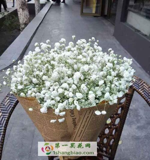 满天星代表着希望和美丽（从满天星花卉的象征意义探索生活的真谛）