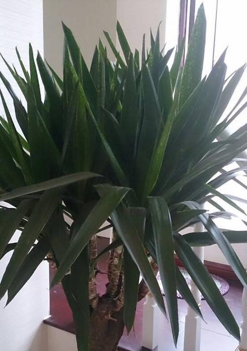 荷兰铁开花全面解析（花期长达两个月）