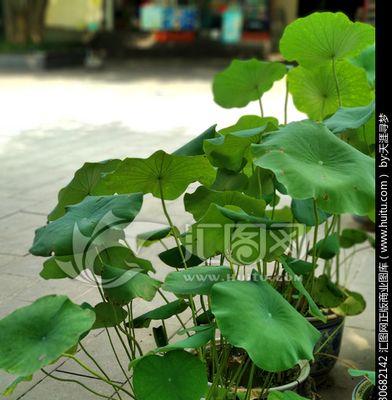 荷叶的植物分类及特点（荷叶属于什么植物类型）