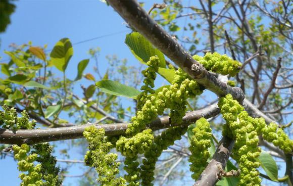核桃开花时间及果实形成条件详解（核桃开花与果实形成过程分析）