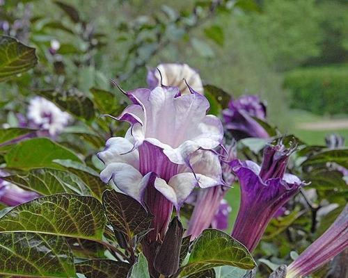 曼陀罗花的花语和寓意（探索曼陀罗花的神秘内涵与象征意义）