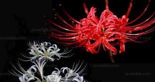 曼陀沙华的花语与寓意（探索曼陀沙华的象征与内涵）
