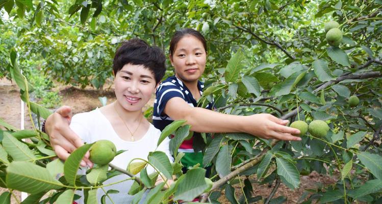 核桃收获时间表（了解核桃收获季节）