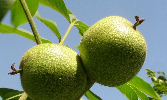 核桃果实的分类及特点（了解核桃果实的基本知识）